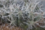 Тефрокактус Книжен кактус (Tephrocactus articulatus var. papyracanthus)
