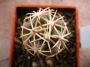 Телокактус (Thelocactus heterochromus P303)