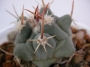 Телокактус (Thelocactus Nidulans)