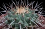 Телокактус (Thelocactus rinconensis)