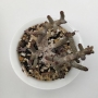 Тилекодон (Tylecodon Buchholzianus)