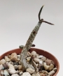 Тилекодон (Tylecodon Buchholzianus)