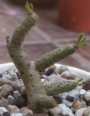 Тилекодон (Tylecodon Buchholzianus)