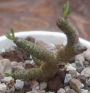 Тилекодон (Tylecodon Buchholzianus)