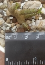 Тилекодон (Tylecodon Buchholzianus)