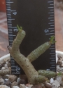 Тилекодон (Tylecodon Buchholzianus)