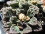 Титанопсис (Titanopsis calcarea)