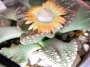 Титанопсис (Titanopsis calcarea)