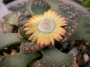 Титанопсис (Titanopsis calcarea)