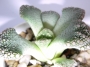 Титанопсис (Titanopsis calcarea)