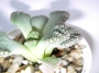 Титанопсис (Titanopsis calcarea)