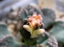 Титанопсис (Titanopsis calcarea)