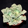 Титанопсис (Titanopsis calcarea)