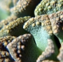 Титанопсис (Titanopsis calcarea)
