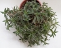Традесканция (Tradescantia)