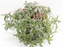 Традесканция (Tradescantia)