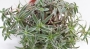 Традесканция (Tradescantia)
