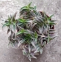 Традесканция (Tradescantia)