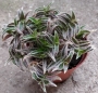 Традесканция (Tradescantia)
