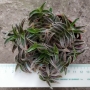 Традесканция (Tradescantia)