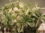 Традесканция (Tradescantia fluminensis radescantia albiflora - var. albovittata)