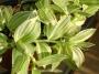 Традесканция (Tradescantia fluminensis radescantia albiflora - var. albovittata)
