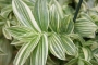 Традесканция (Tradescantia fluminensis radescantia albiflora - var. albovittata)