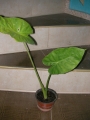 Трилистник (Colocasia)