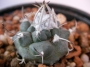 Турбиникарпус (Turbinicarpus bonatzii)