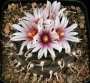 Турбиникарпус (Turbinicarpus bonatzii)