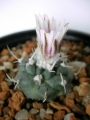 Турбиникарпус (Turbinicarpus bonatzii)