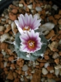 Турбиникарпус (Turbinicarpus bonatzii)