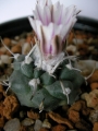 Турбиникарпус (Turbinicarpus bonatzii)