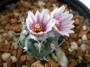Турбиникарпус (Turbinicarpus bonatzii)