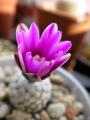 Турбиникарпус (Turbinicarpus valdezianus (Gymnocactus valdezianus))
