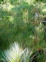 Египетски папирус (Cyperus Papyrus)