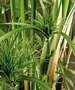 Египетски папирус (Cyperus Papyrus)