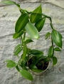 Ванилия (Vanilla planifolia)