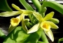 Ванилия (Vanilla planifolia)