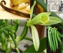 Ванилия (Vanilla planifolia)