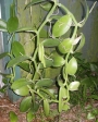 Ванилия (Vanilla planifolia)