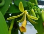 Ванилия (Vanilla planifolia)