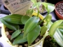 Ванилия (Vanilla planifolia)