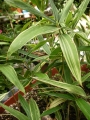 Вариегатен бамбук (Bambusa Variegated Bamboo)