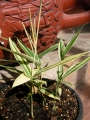 Вариегатен бамбук (Bambusa Variegated Bamboo)