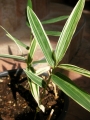 Вариегатен бамбук (Bambusa Variegated Bamboo)