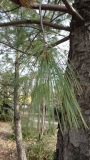 Веймутов бор (Pinus strobus)
