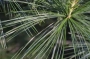 Веймутов бор (Pinus strobus)