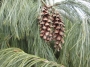 Веймутов бор (Pinus strobus)