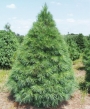 Веймутов бор (Pinus strobus)
